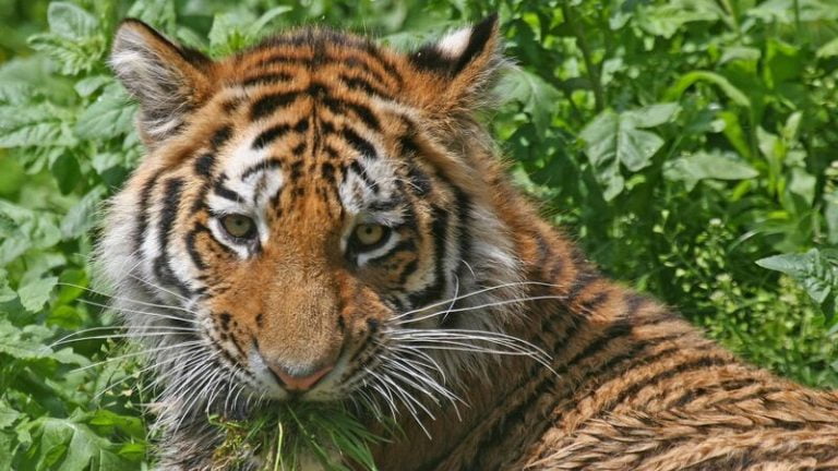 「寅年」の阪神タイガースって強いの？それとも「ダメ虎」！？　